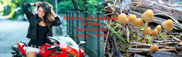 стаф Козельск